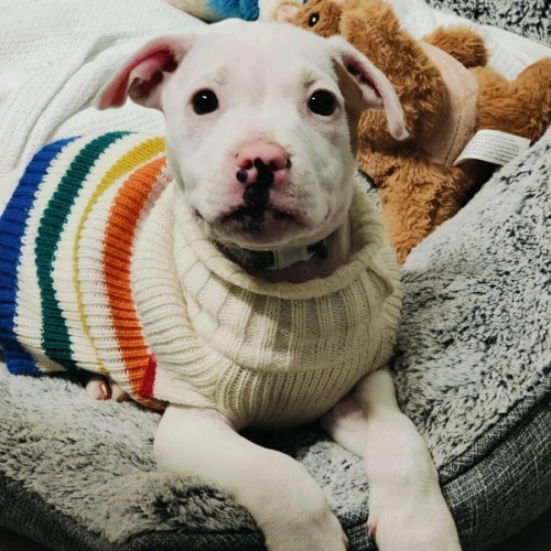 🍦 Froyo 6378 🍦 