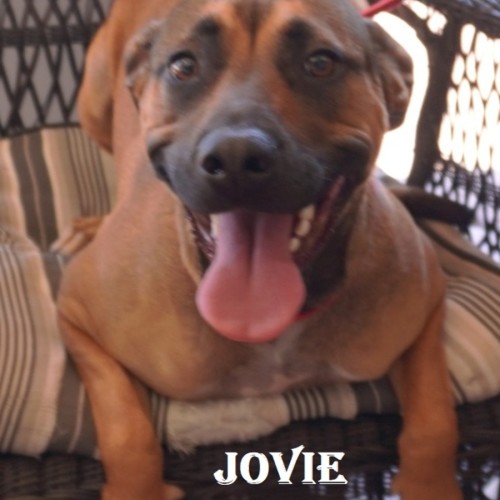 Jovie