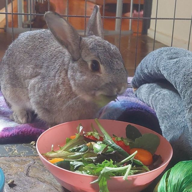 Photo of Benjamin (Located In Mount Evelyn)