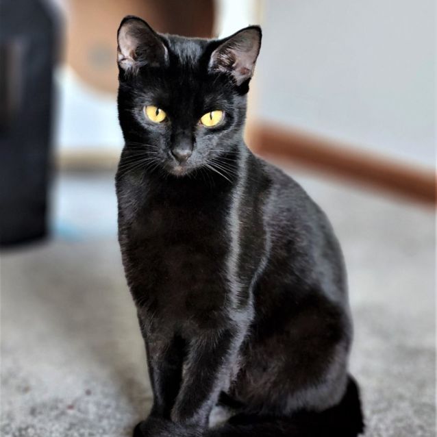 Photo of Lillith ^^Dandy Cat Rescue^^