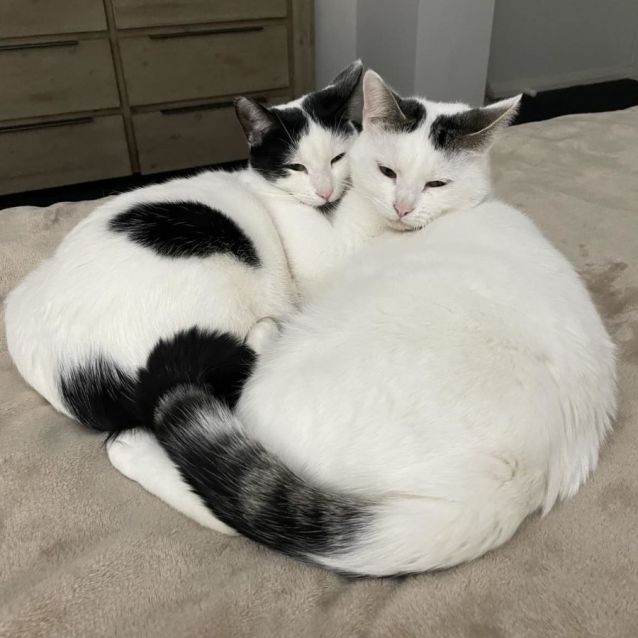 Photo of 🖤🤍 Fisher 🤍🖤