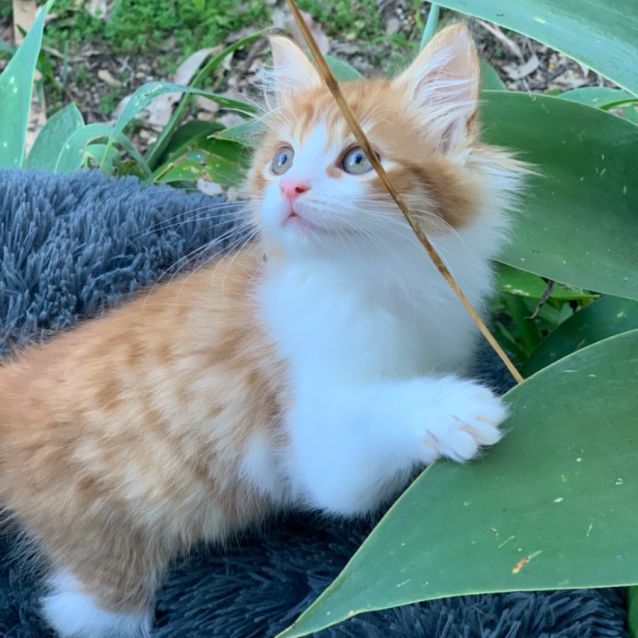 Photo of Harry 🧶🧡