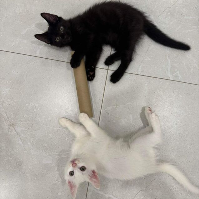 Photo of Chase & Foreman