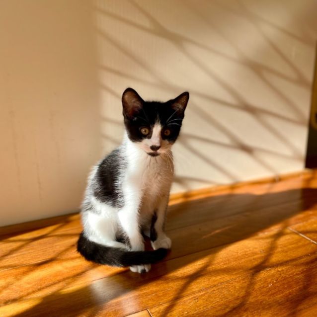 Photo of 🦇Mickey🦇