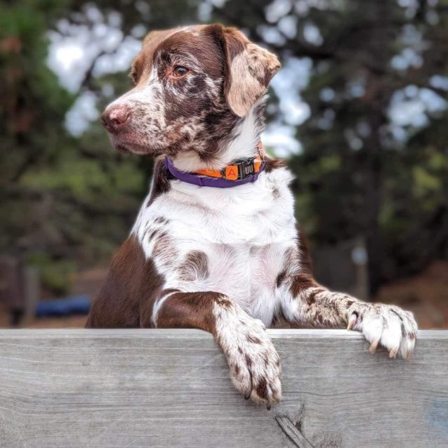 Photo of Bo