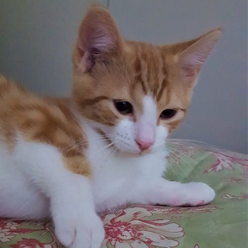 Cheeto ^^Dandy Cat Rescue^^