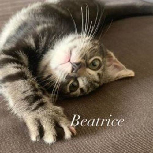 Beatrice