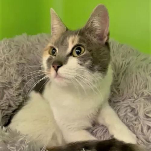 Bebe ^^Dandy Cat Rescue^^