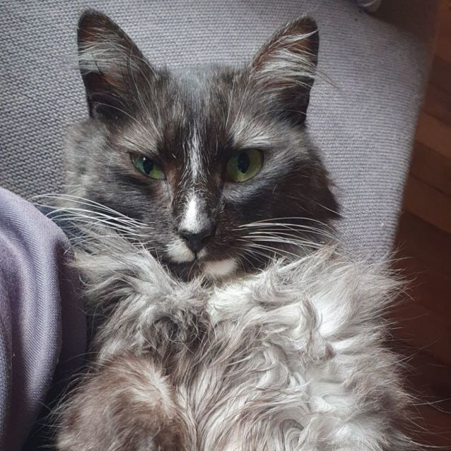 Photo of Bluebell **Fin, Furred N Feathered**