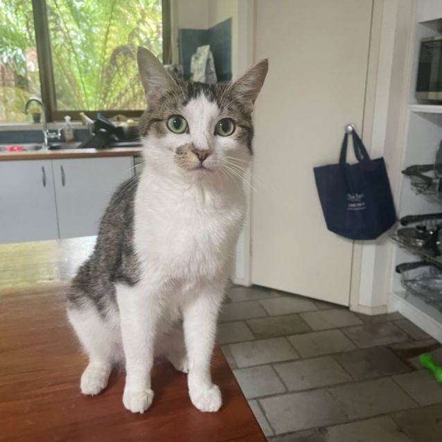 Photo of Monica ** 2nd Chance Cat Rescue**
