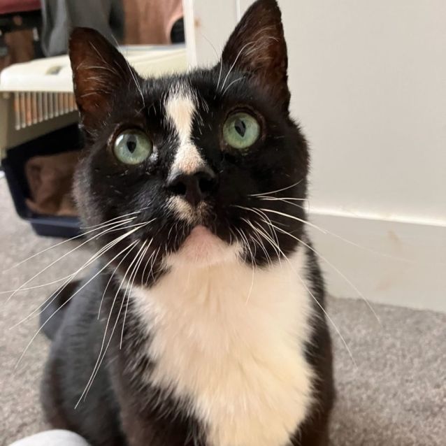 Photo of Handsome Mature Toby 🐈‍⬛