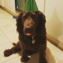 Photo of Curly