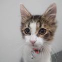 Photo of Pipi ** 2nd Chance Cat Rescue**