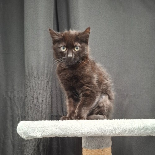 No photo for Licorice 