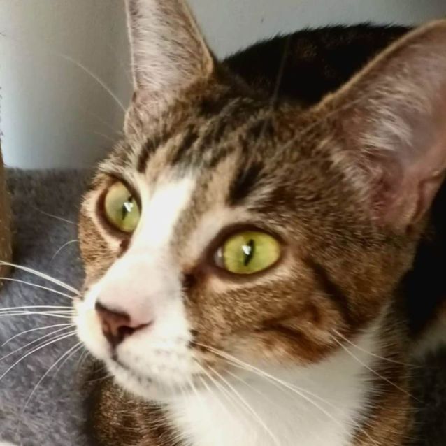 Photo of Patty Cakes