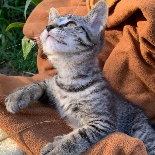 Photo of Billie 💙😺🎄