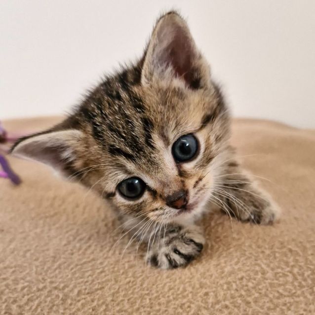 Photo of C1322 Buffy