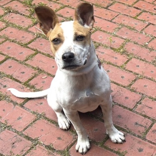 Piper - Medium Female Australian Cattle Dog x Jack Russell Terrier Mix ...