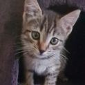 Photo of Raider