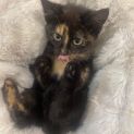 Photo of Mocha