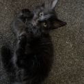 Photo of Onyx ** 2nd Chance Cat Rescue**