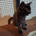 Photo of Salem ** 2nd Chance Cat Rescue**