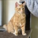 Photo of Mali **2nd Chance Cat Rescue