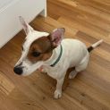 Photo of Lucy Lou 🌷1 Yo Jack Russell Terrier X (Trial)