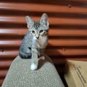 Photo of Mittens