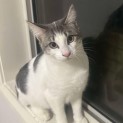 Photo of Loki 