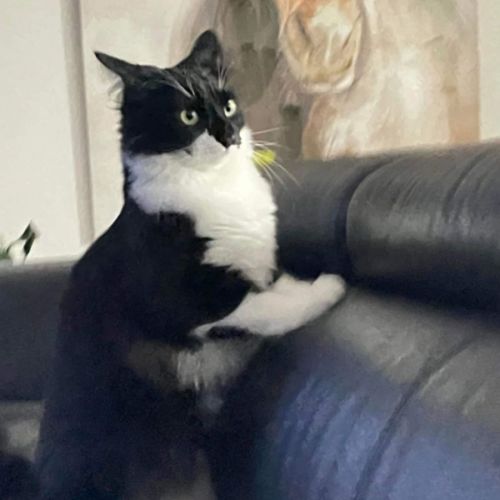 Pepe le Pew - The Cat Lover!