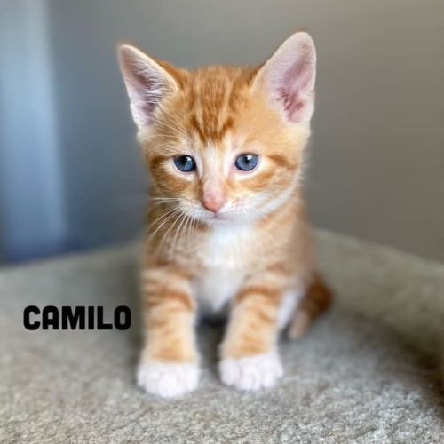 Camilo