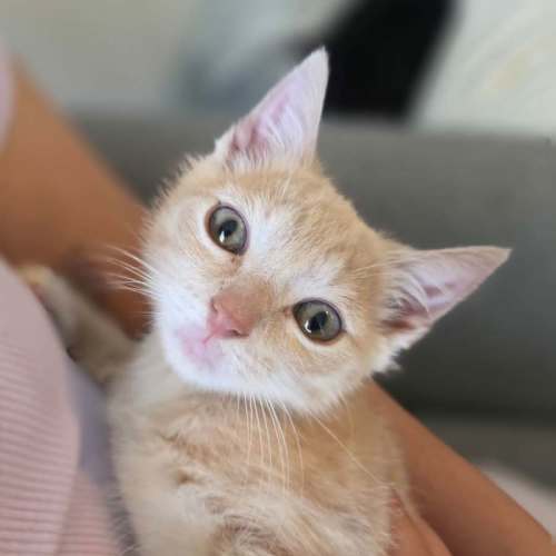 Apricot