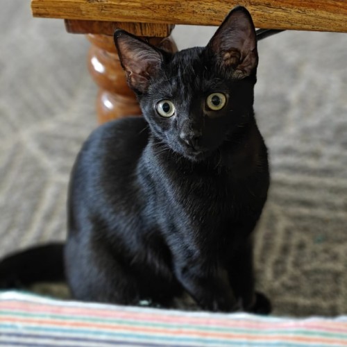 Basil - In foster care in Glenroy