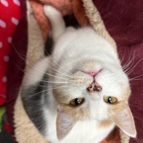 Caramel 