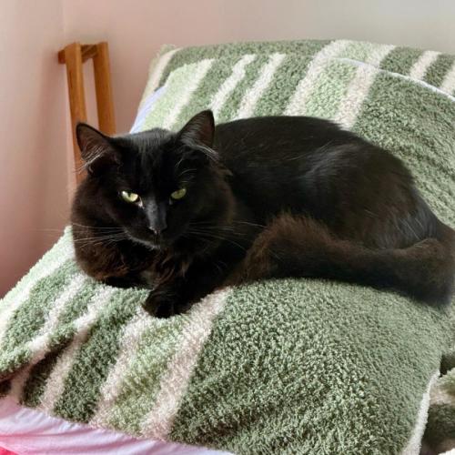 Sable