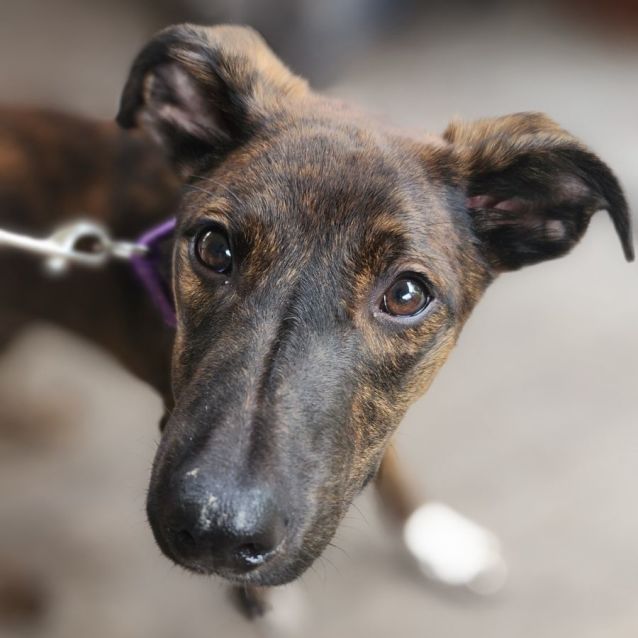 Staghound x kelpie cheap