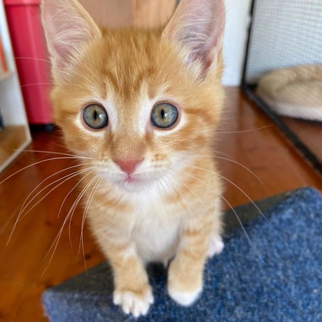 Photo of Skip ^^Dandy Cat Rescue^^