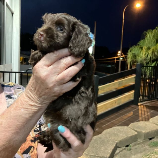 Photo of Wiggles