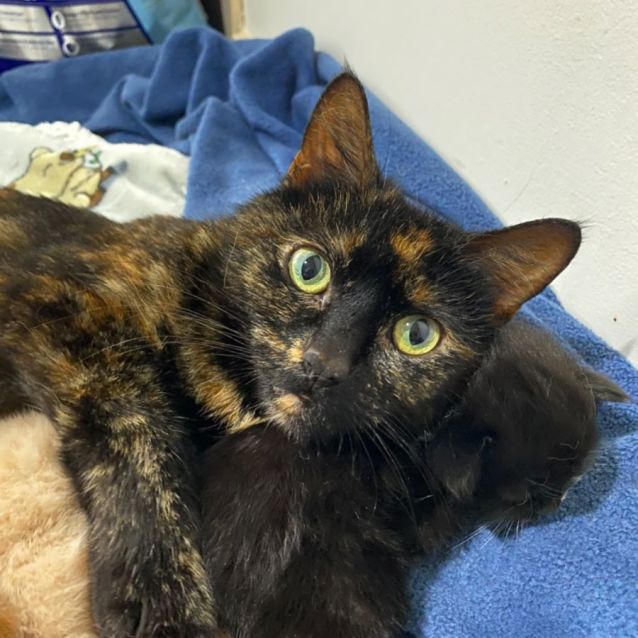Photo of Marzipan **2nd Chance Cat Rescue**