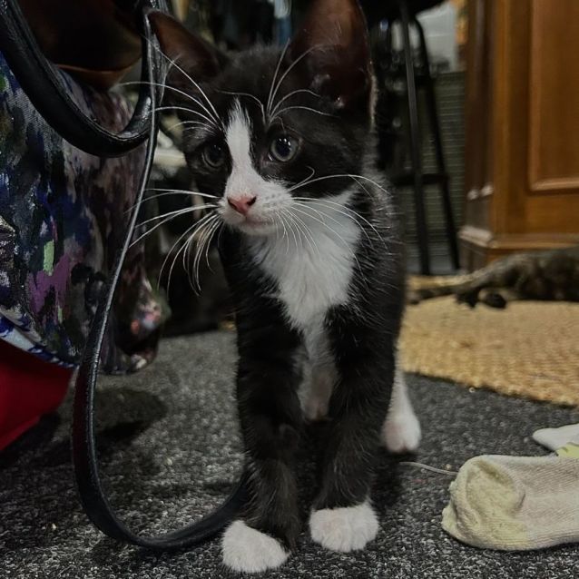 Photo of Garnet ** 2nd Chance Cat Rescue**