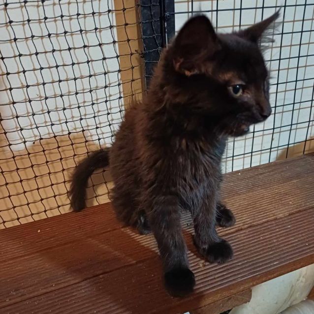 Photo of Salem ** 2nd Chance Cat Rescue**