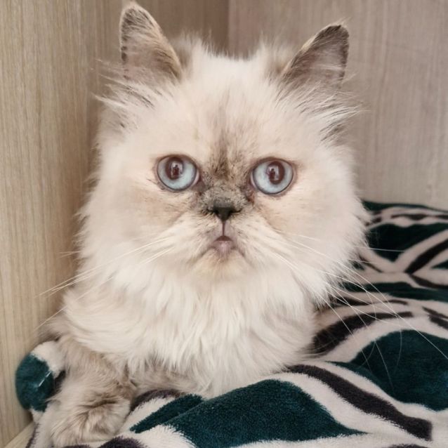 Photo of C1284 Fairy Floss 