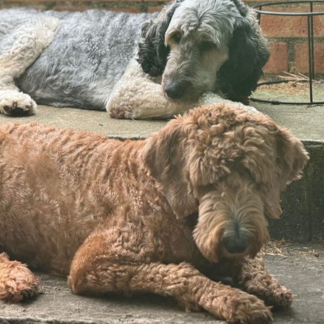 Photo of 💙 Bentley 💙