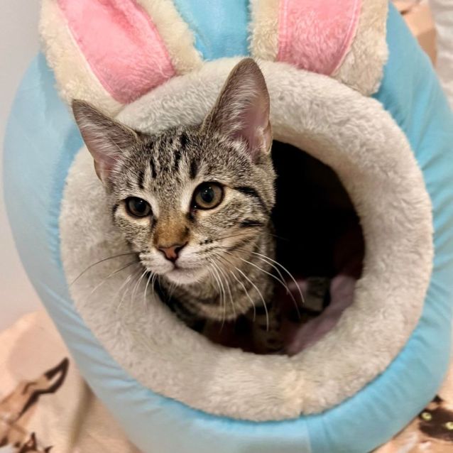 Photo of Maggie   Located In Doreen