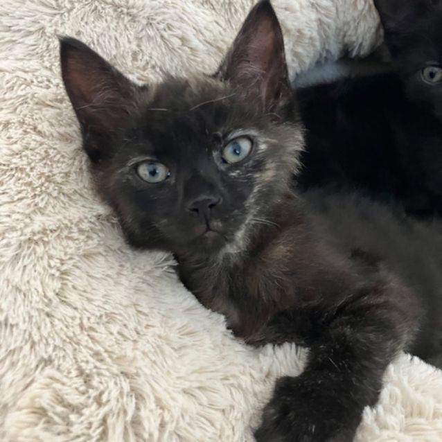 Photo of Puddles Cuddly Smooch 