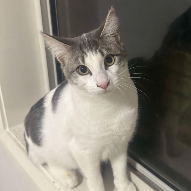 Photo of Loki 