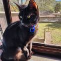 Photo of Raven