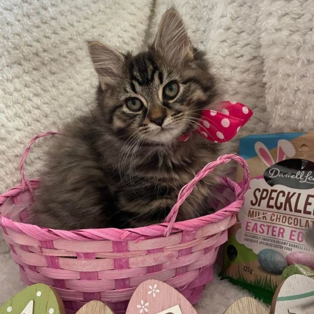 Photo of Mooni (Located In Edithvale)