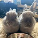Photo of 🐰Peanut & Cashew🐰 (Located In Werribee South)